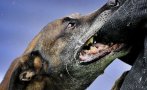 домашно куче нахапа дете лицето