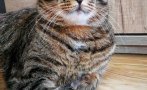 НОВО 20: Обявиха котките за инвазивен чуждоземен вид НОВО 20: Обявиха котките за инвазивен чуждоземен вид
