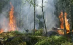 Турция продължава да се бори с унищожителните пожари, жертвите до момента са 8