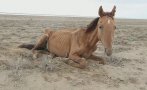 НЕВИЖДАНА СУША! Стотици коне умират от глад и жажда в степите на Казахстан
