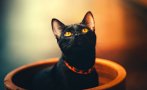 Черна котка спаси жена от сигурна смърт