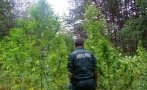 Унищожиха над тон канабисови растения в Сандански