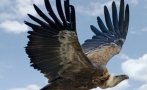 природен парк врачански балкан организира поход наблюдение лешояди монтанско