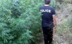 Плантация с канабис разкриха в района на Котел