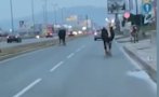 Крави затрудняват движението на Околовръстното в София