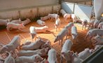 Фермерите могат да искат подпомагане за хуманно отношение към свинете