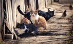 Баровци с лъскави джипове си зарязват котките и кучетата на мегдана в село Блажиево