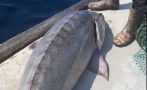 БРАВО: Наши рибари върнаха уловена голяма моруна в Черно море (ВИДЕО)