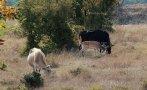 Драма в Родопите! Елен се влюби в стадо крави, издадоха разрешително за отстрела му (ВИДЕО)