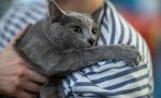домашните любимци подходящи алергични стопани