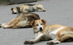 1290 кучета са осиновени за 10 месеца от приютите на 