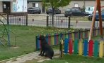 пълен абсурд детска площадка осъмна къщички бездомни кучета