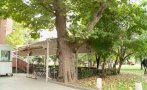Обявиха за защитени три вековни дървета в София