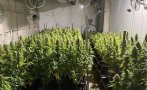 СПЕЦОПЕРАЦИЯ: Разкриха оборудвана наркооранжерия в Годеч
