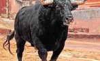 Мъж загина по време на надбягване с бикове в Испания