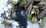 Няма да повярвате колко полезен за здравето е черният сусам