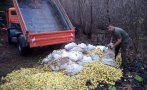 Дарители подсигуриха 3 тона ябълки за мечките в Триград