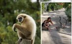 Тъщата на Гришо размаха пръст: Не ми носете лемури вкъщи