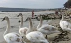 Лебедите от Скандинавия пристигнаха във Варна