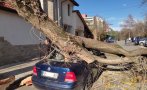 Силен вятър в Ямбол събори дървета и нанесе щети по коли