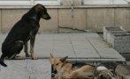 Изпратиха за Германия 22 кучета от столичния приют