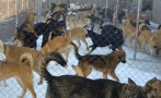 Ученици дариха храна и постелки на приют за кучета