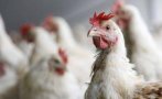 Избиват 385 000 кокошки заради птичи грип край Велико Търново
