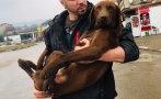 ЗАРАДИ ГЪРМЕЖИТЕ: Куче се заклещи в 15-сантиметров процеп, измъкнаха го след 13-часова спасителна операция (СНИМКИ)