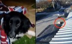Изписаха прегазеното в Мало Конаре бездомно куче Роска