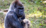 Горилата Ози