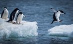пингвините ключови индикатори климатичните промени антарктида