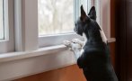 Защо кучетата често се взират през прозореца