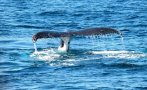 Китовете в Средиземно море са застрашени от изчезване