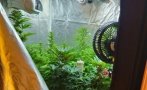 Гранични полицаи от Драгоман разкриха оранжерия за отглеждане на канабис, има арестуван