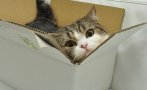 Котка в кутия