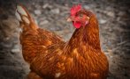 БАБХ потвърди огнище на Инфлуенца по птиците в област Пловдив БАБХ потвърди огнище на Инфлуенца по птиците в област Пловдив