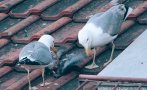 несебър пропищя агресивните гларуси искат санитарен лов