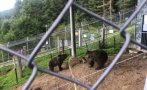 СЛЕД ЗИМНИЯ СЪН: Танцуващите мечки в Белица на дентални процедури и рентген