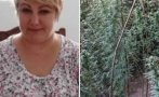 Музеен директор отглеждал канабис