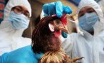 В Китай откриха първи случай на птичи грип при човек