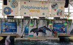 Делфинариум Варна започва да посреща чуждите туристи