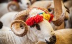 мюсюлманите празнуват курбан байрам