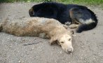 неизвестен простреля две кучета кърджалийско