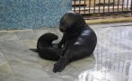 Бебето тюленче от Варненския делфинариум вече си има име