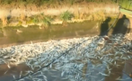 своге екокатастрофа заради безводието тонове мъртва риба гният рибарник