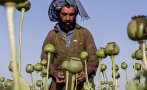 БАРТЕР: Афганистанските талибани ще плащат руски петрол с билки