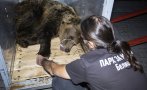 Паркът за мечки в Белица се похвали с нов обитател