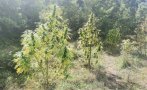Разкриха наркооранжерия край монтанско село, има и задържан