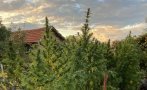 Разкриха плантация с канабис край Смолян