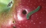 Производителите никога не изхвърлят червивите ябълки. Ще се изненадате защо